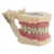 Teeth Model
